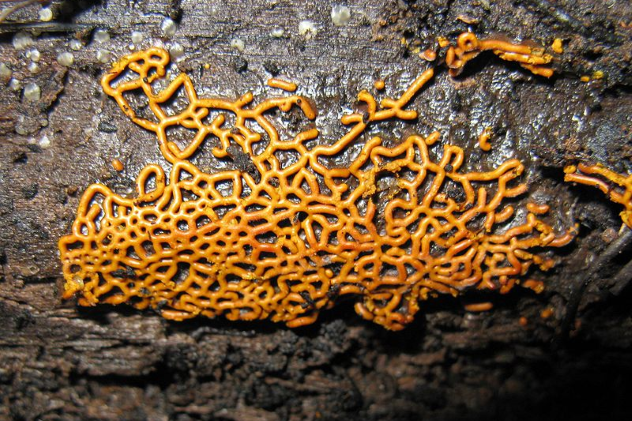 Plasmodial Slime Mold