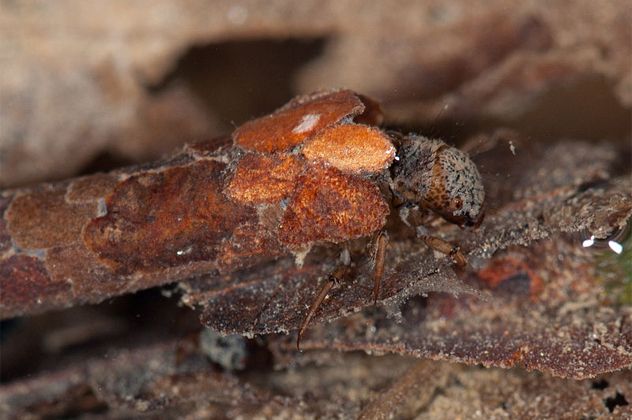 6Caddisfly