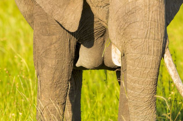 5-elephant-breasts_000039709892_Small