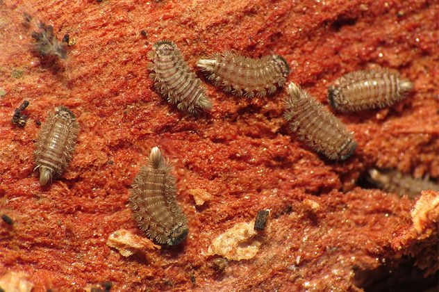 2Bristly_Millipedes