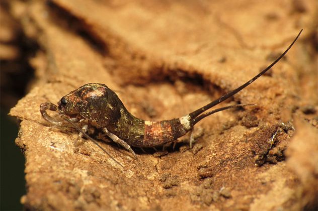 5Jumping_Bristletails
