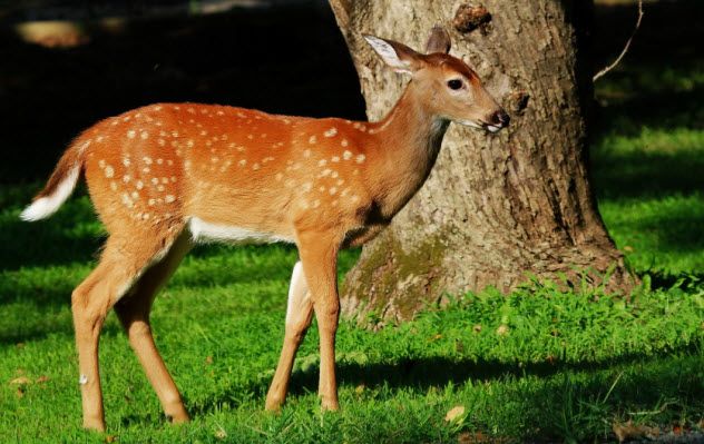 7-white-tailed-deer_000084829075_Small