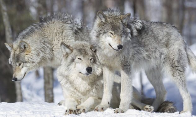 4-wolves_000061883430_Small
