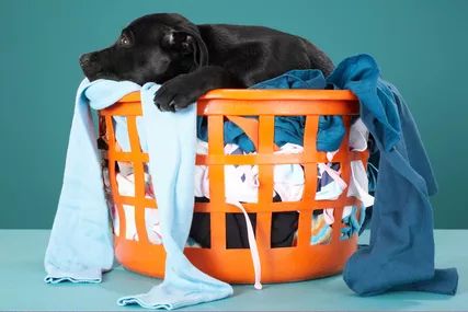Puppy resting in a laundry basket