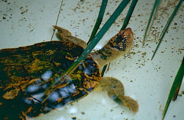 2-fitzroy-river-turtle