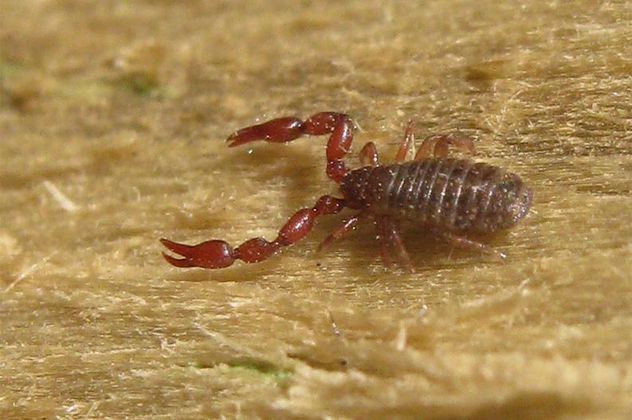 3Pseudoscorpion