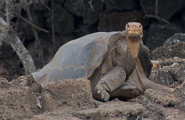 4-lonesome-george
