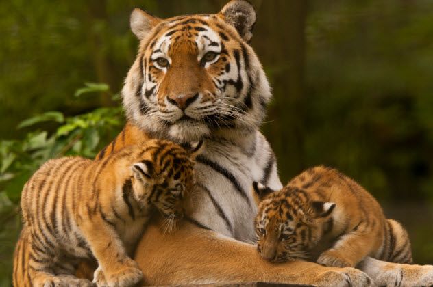 9-siberian-tigers_000043768362_Small