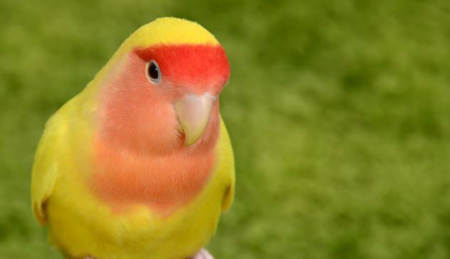 5-lovebird_000067127375_Small