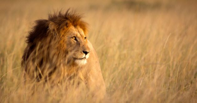 feature-c-3-lion_000077625407_Small