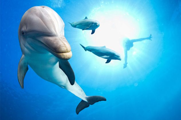 dolphin