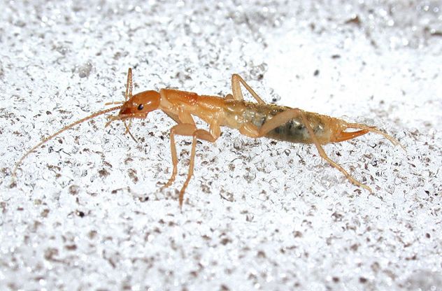 9Grylloblattidae