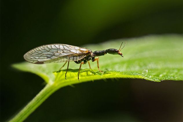 4Snakefly