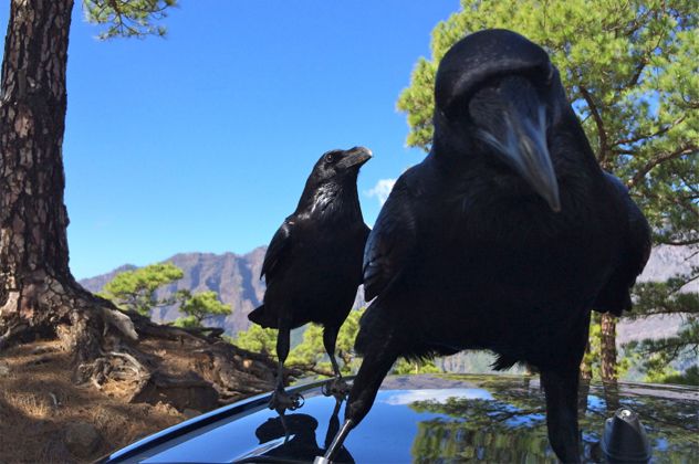 6crow