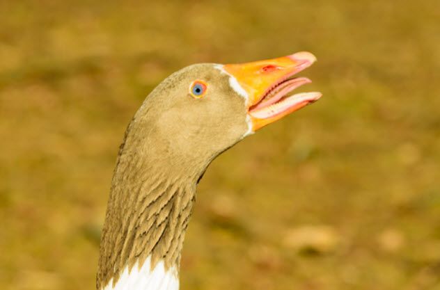 2-goose-fang_000089619567_Small