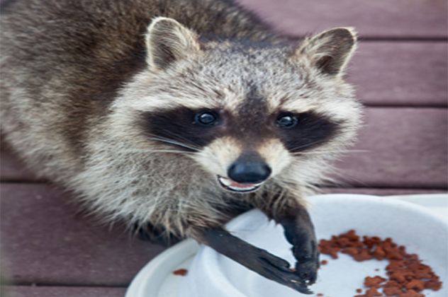 Raccoon