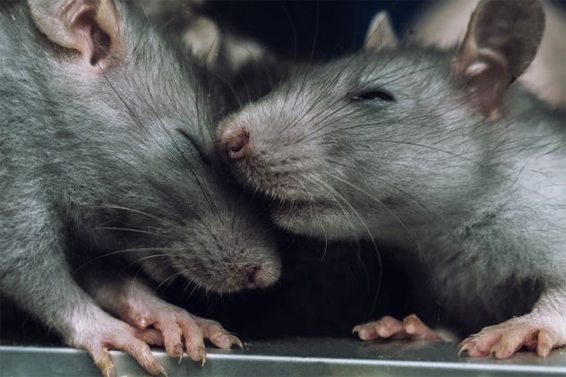 a pair of rats