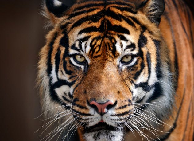 1-tiger_000083912765_Small