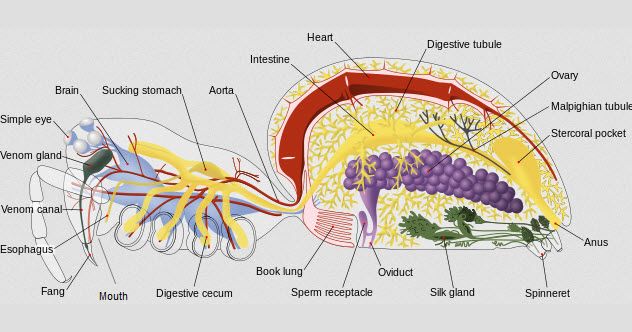 7-spider-anatomy