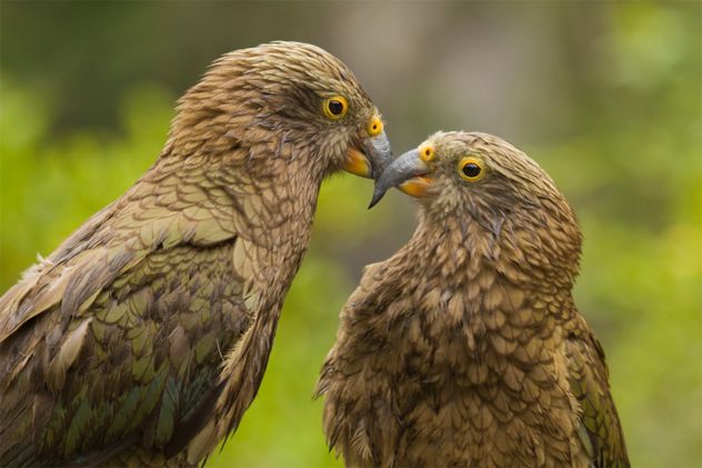7kea