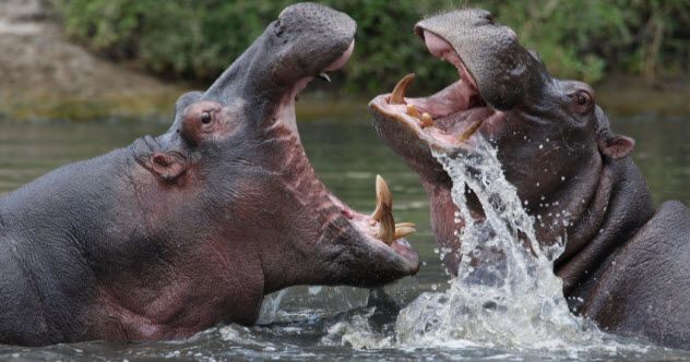 feature-9-hungry-hippos_000004930201_Small