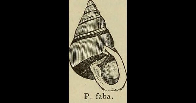 2-partula-faba