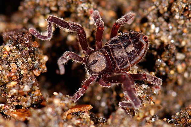 1tickspider