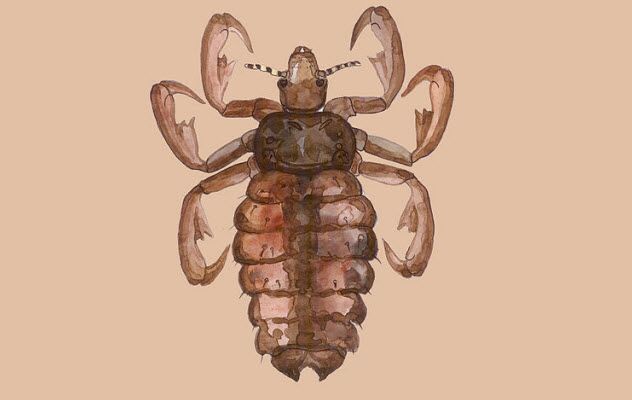 2-pygmy-hog-sucking-louse