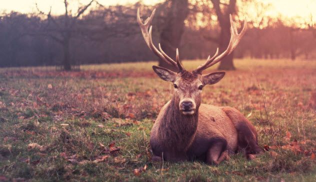 10-deer_000066612181_Small