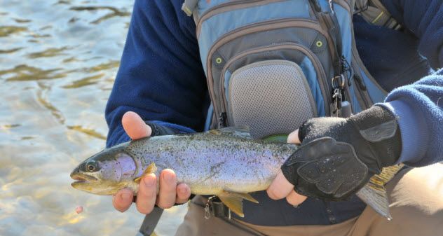 6-trout_000076121769_Small
