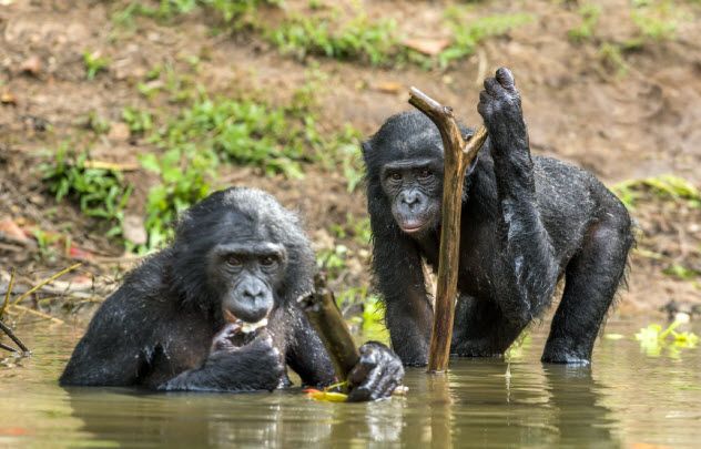 10-great-apes-chimpanzee_000091802859_Small