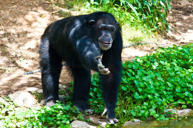 chimpanzee