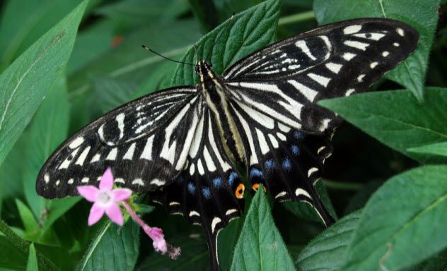 3-chinese-yellow-swallowtail_17623751_SMALL