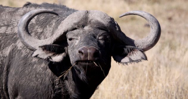 feature-b-5-buffalo_000009865648_Small