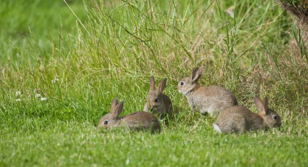 1-rabbits_000006631472_Small
