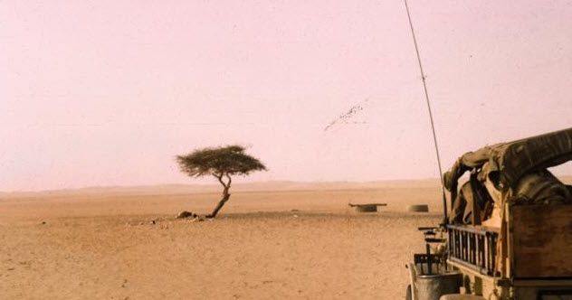 10-tenere-tree