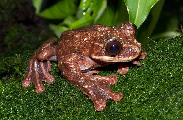 8. Toughie The Frog