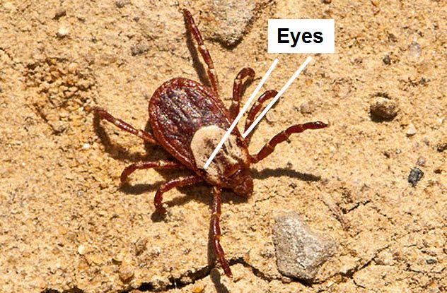 6-mite-eyes