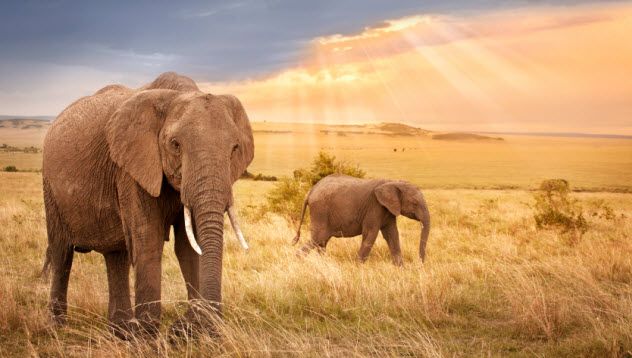 2-elephants_000034520576_Small