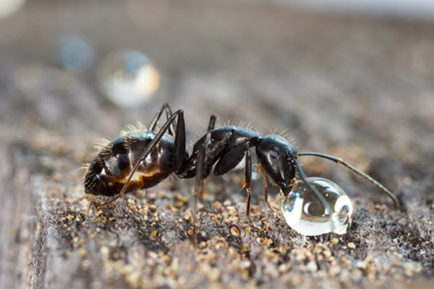 9ant