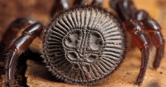 1-Ravine-Trapdoor-Spider