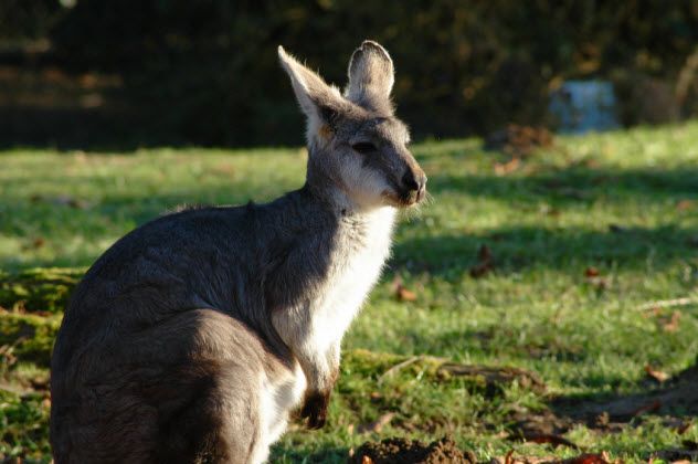 3-kangaroo_000001140781_Small