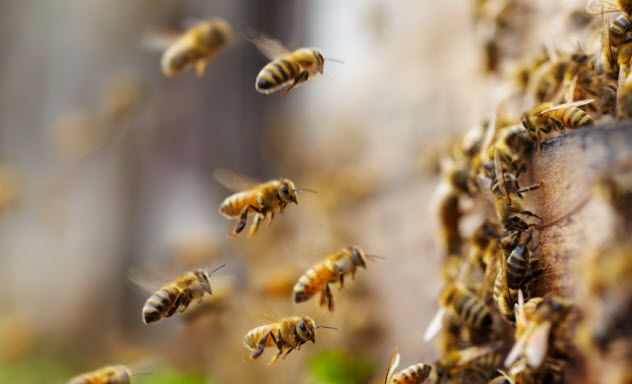 4-honeybees_000023572306_Small