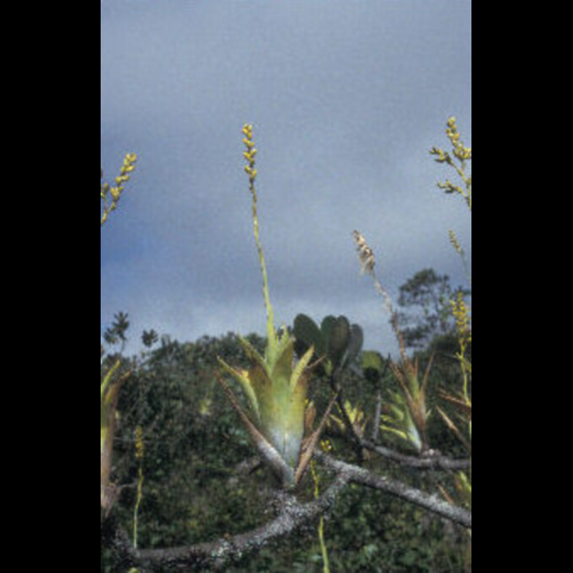 Catopsis