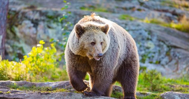 Big adult brown bear in the sunset