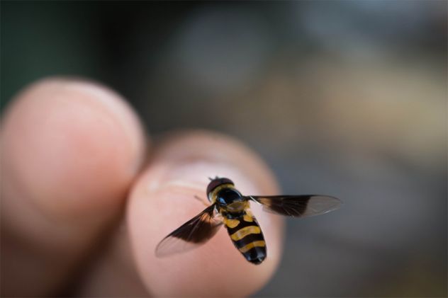 2beeplease