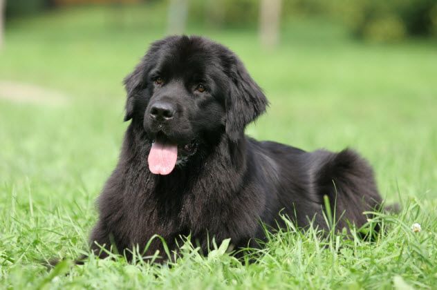 Gander, a large Newfoundland dog, was once an unwanted pet. When his owners offered him to the Royal Rifles of Canada, the soldiers gladly accepted him as their mascot.