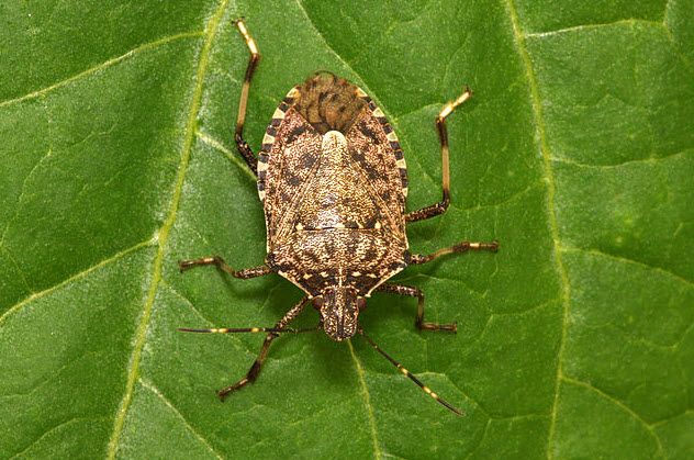 2-brown-marmorated-stinkbug