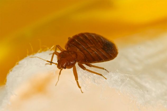 4bedbug