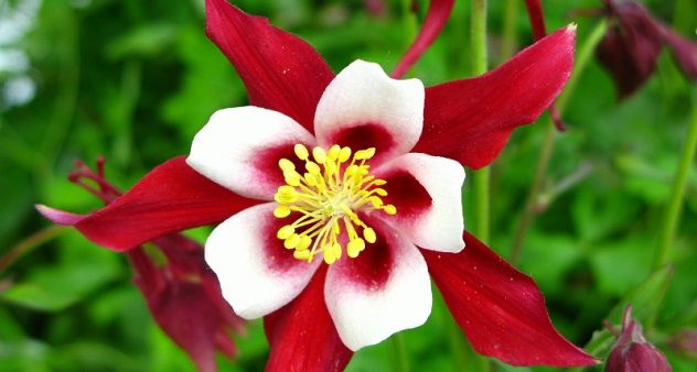 columbine